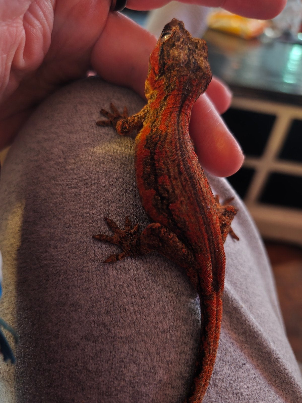 Gargoyle Gekko of Rhacodactylus auriculatus, Dieren en Toebehoren, Reptielen en Amfibieën, Hagedis, 0 tot 2 jaar