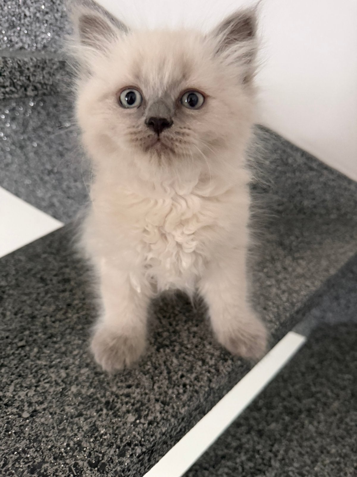 Ragdoll kittens, Meerdere dieren, Ontwormd