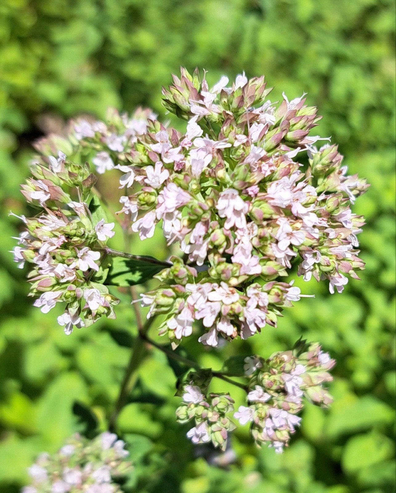 Oregano plant (grote plant), Ophalen of Verzenden