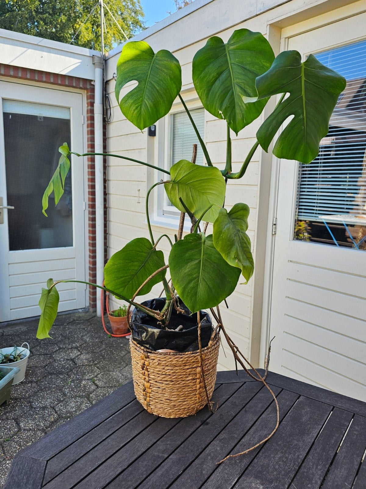 monstera deliciosa, Huis en Inrichting, Kamerplanten, Ophalen, Halfschaduw, Minder dan 100 cm