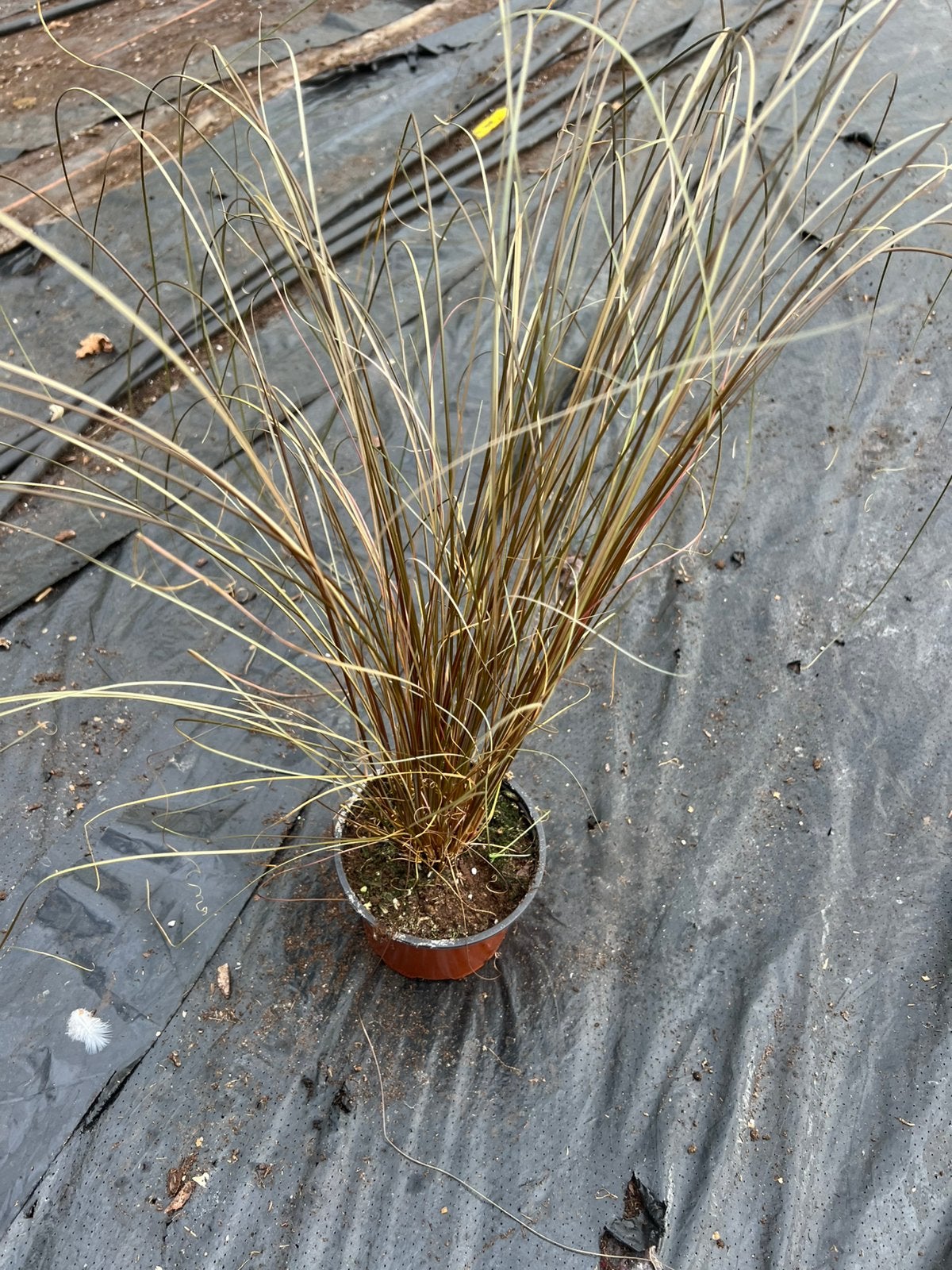 Grass pot12, Ophalen of Verzenden