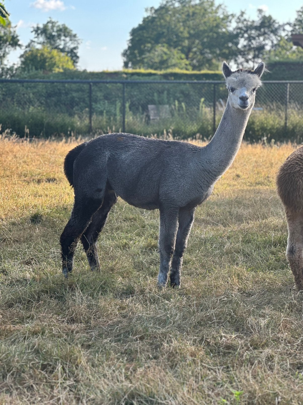 Grijze alpaca toekomstig dekhengst 1,5 jaar, April, Mannelijk