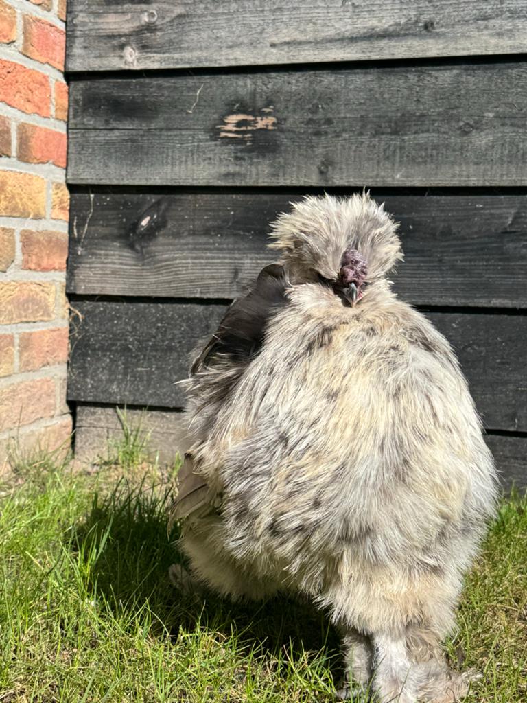 USA silkie zijdehoen haan, Dieren en Toebehoren, Pluimvee, Mannelijk, Kip