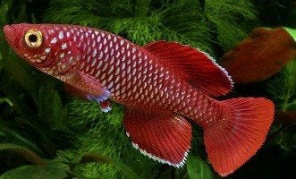 Nothobranchius Korthause Red killivis - Koidreams Valburg