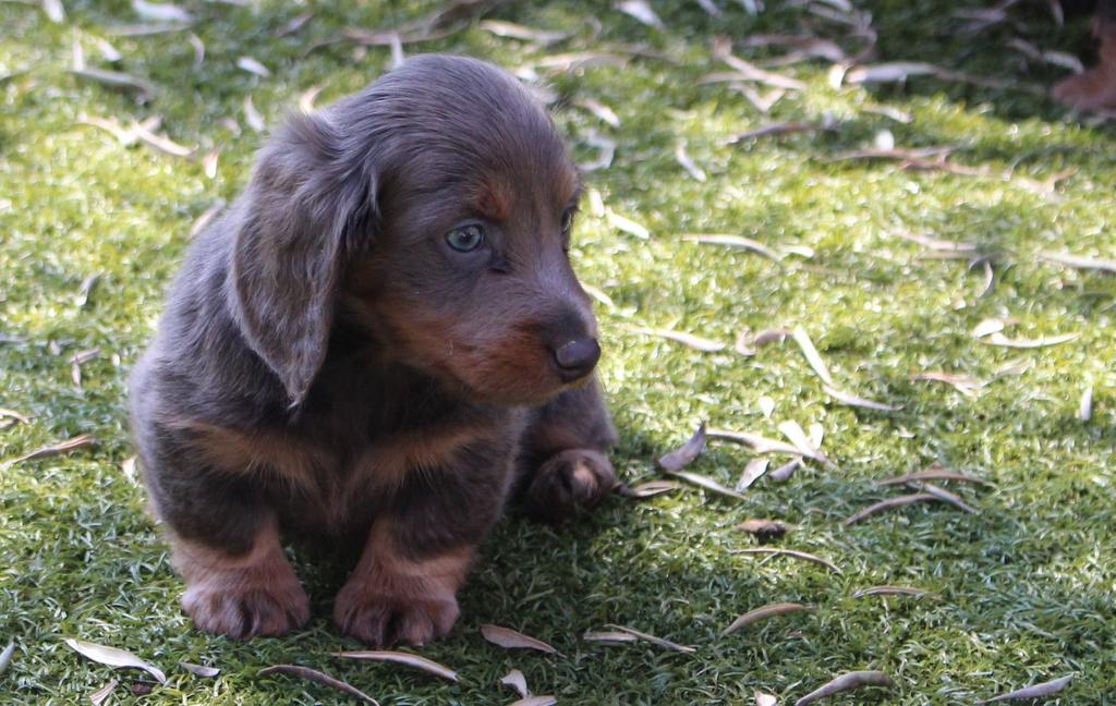 Supermooie en lieve teckel pups! Mogen het nestje verlaten, 8 tot 15 weken, Korthaar, Dwerg, Meerdere