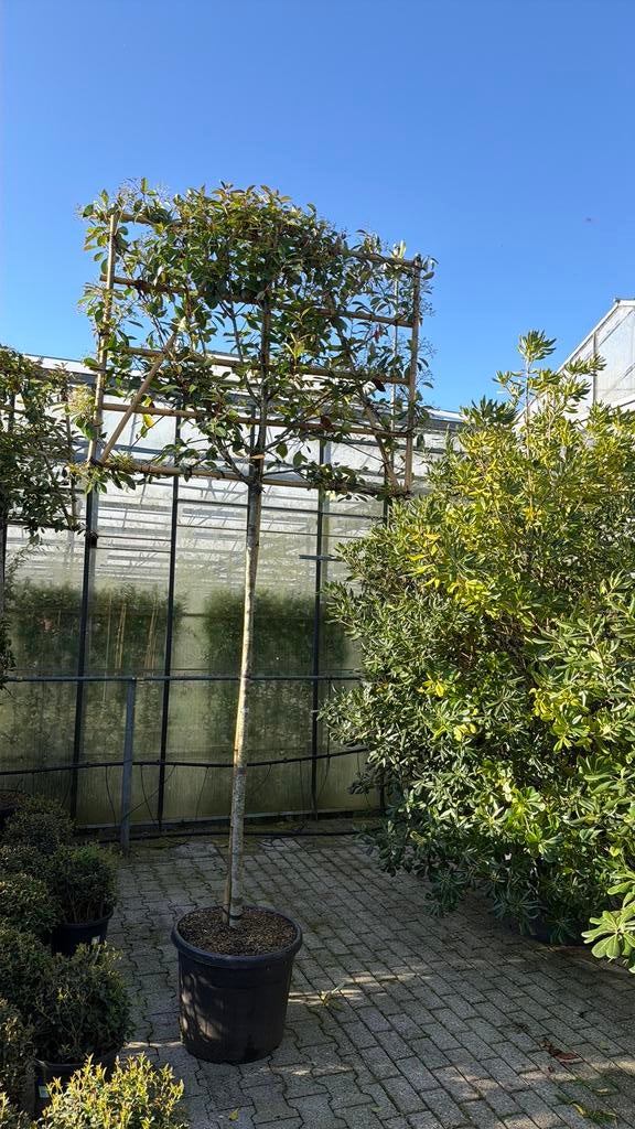 Photinia ‘Red Robin’ leischerm 200 stam 10/12cm omtrek, Leiboom, Lente, 250 tot 400 cm, Ophalen