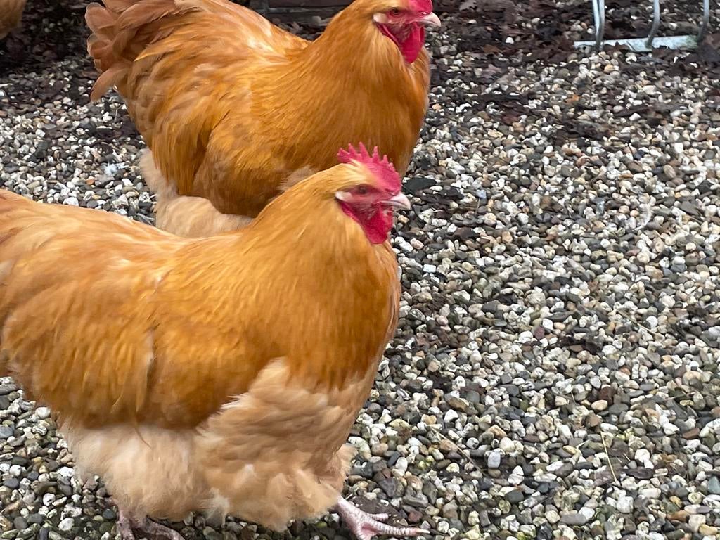 Mooie Orphington Haan, Dieren en Toebehoren, Mannelijk, Kip