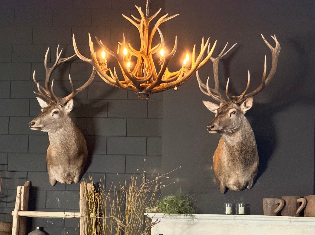 Edelhert hert  opgezet opgezette taxidermie veluwe hertenkop, Verzamelen, Dierenverzamelingen, Ophalen, Nieuw, Hert, Opgezet dier