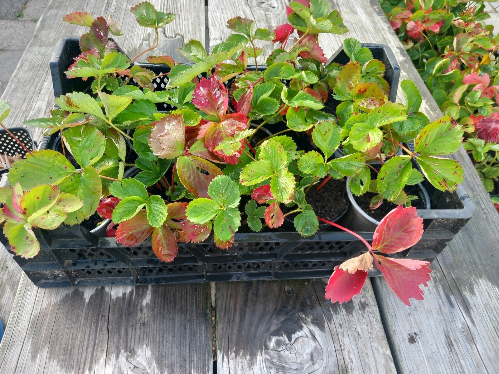 aardbei plantjes te koop, Ophalen, Eenjarig, Groenteplanten, Volle zon