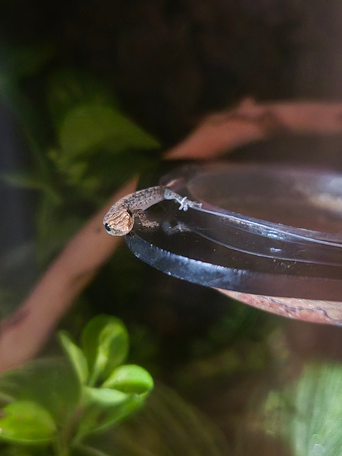 Jonge rouwgekko's (Lepidodactylus lugubris), Dieren en Toebehoren, Reptielen en Amfibieën, Hagedis, 0 tot 2 jaar