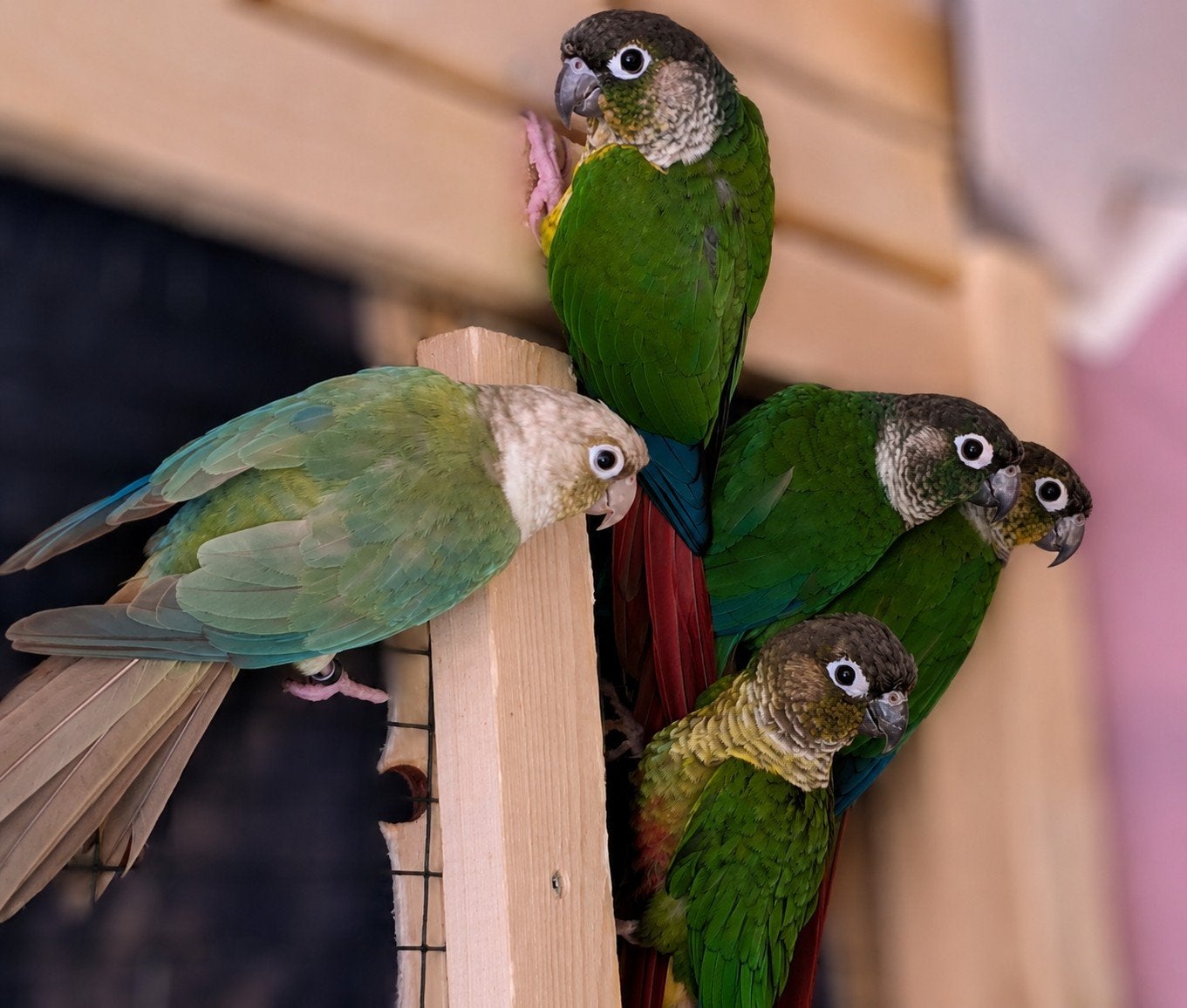 Groep pyrrhura's van 5️️, Dieren en Toebehoren, Vogels | Parkieten en Papegaaien, Meerdere dieren, Parkiet, Tam