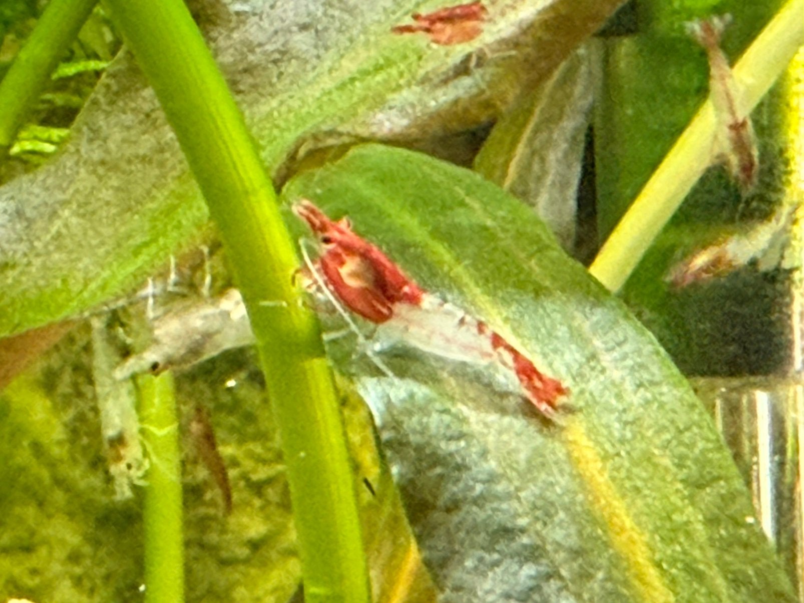 Red rili Neocaridina garnalen te koop, Kreeft, Krab of Garnaal