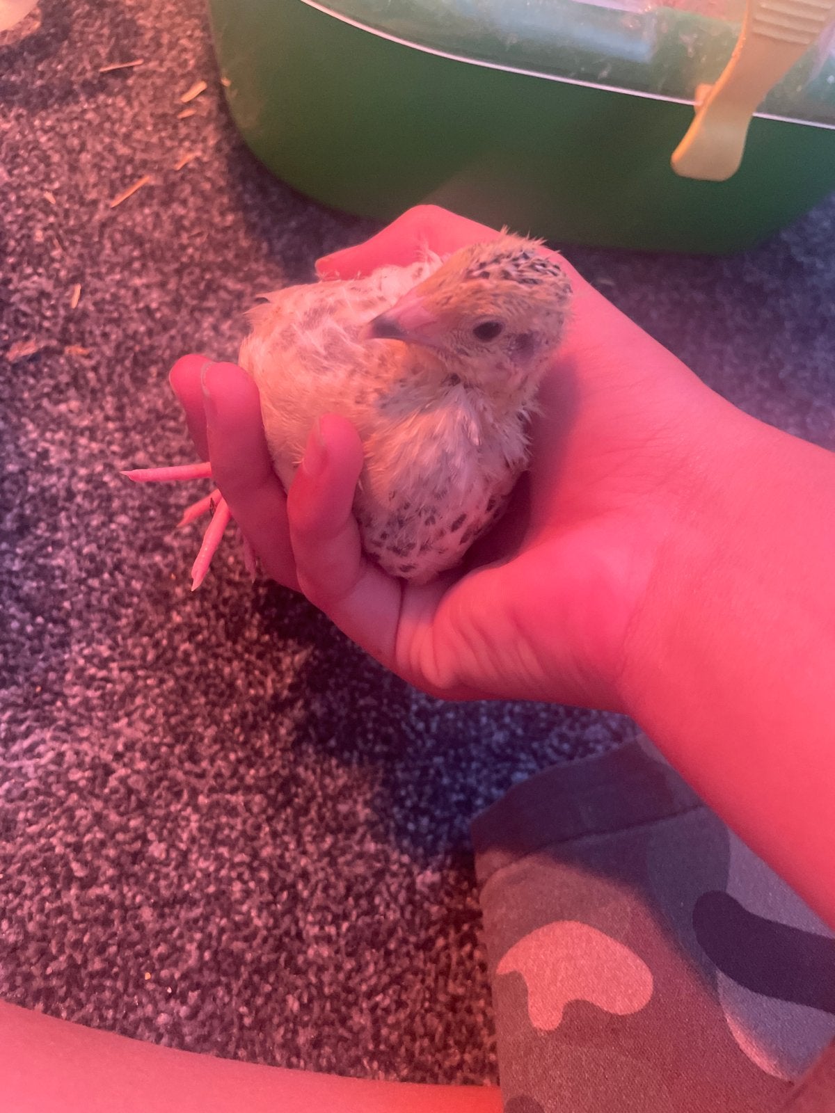 Kwartel kuikens, Dieren en Toebehoren, Geslacht onbekend
