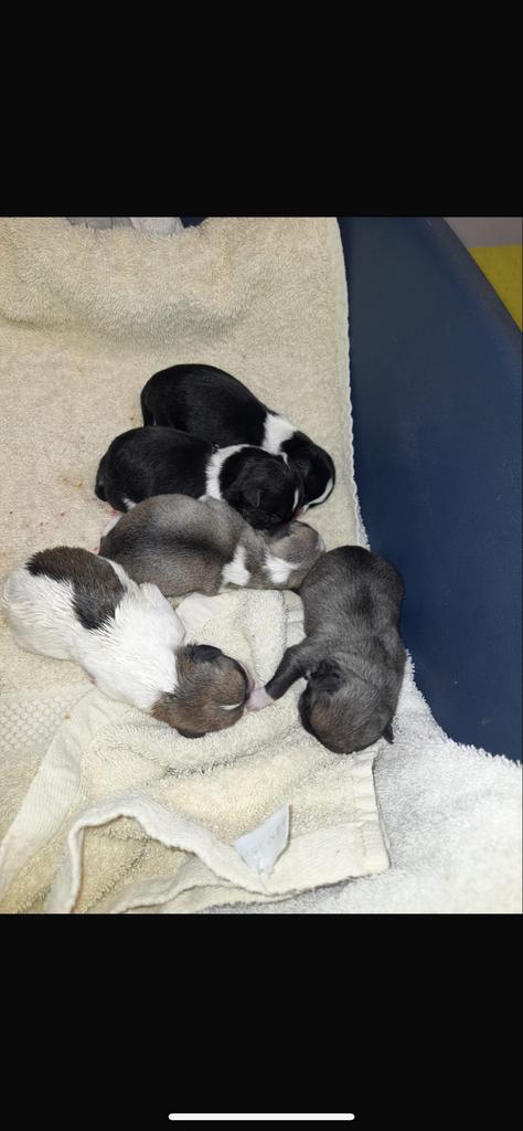 Boomer/maltersers puppies, Dieren en Toebehoren, Honden | Niet-rashonden, Reu, Parvo, Eén hond, Klein