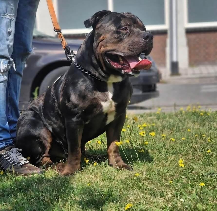 🐶Prachtige American bully xl tri color merle ABKC, Dieren en Toebehoren, Reu, Bulldog, Eén hond, 3 tot 5 jaar