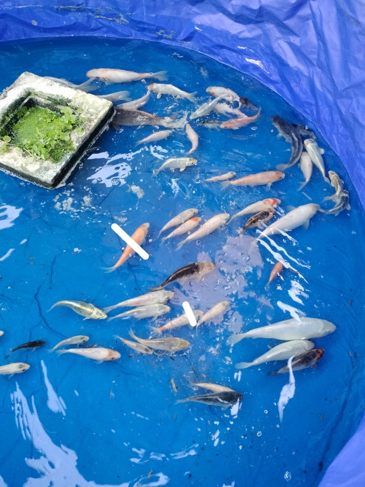 Baby koi, Karper of Koi