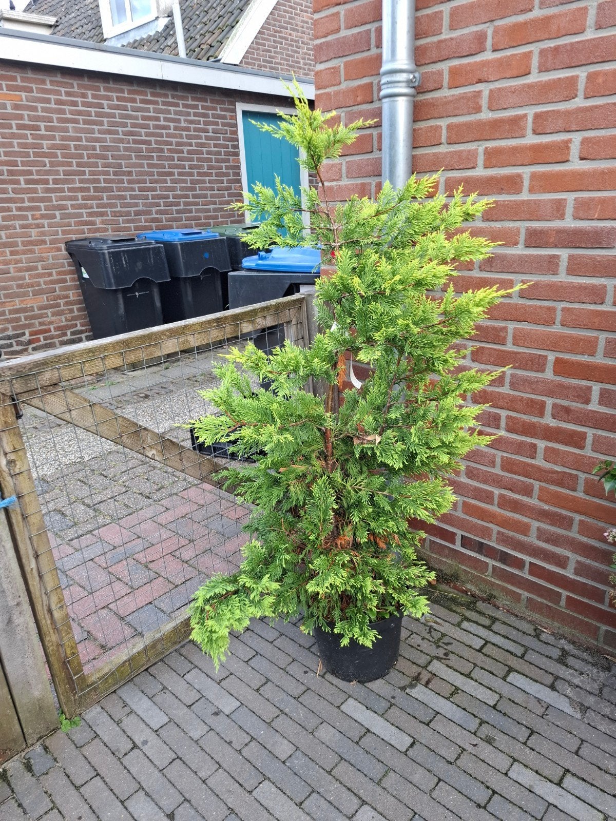 Gele Cipres Leylandii - Conifeer in pot, Ophalen, Conifeer, Struik, Minder dan 100 cm