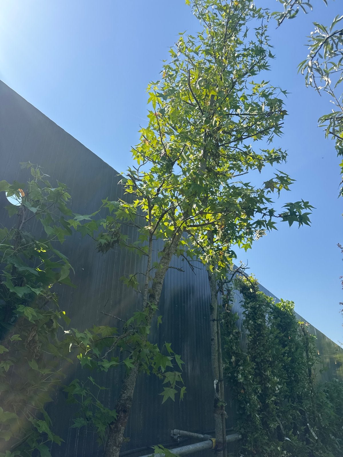 Amberboom (liquidambar) +- 500 cm hoog €50,-, Bloeit niet, Leiboom, 250 tot 400 cm, Ophalen