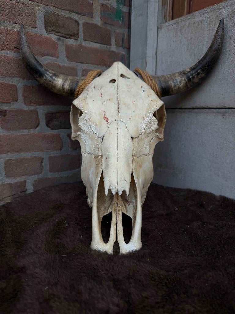 Originele schedel met hoorns, Ophalen, Zo goed als nieuw, Decoratieobject
