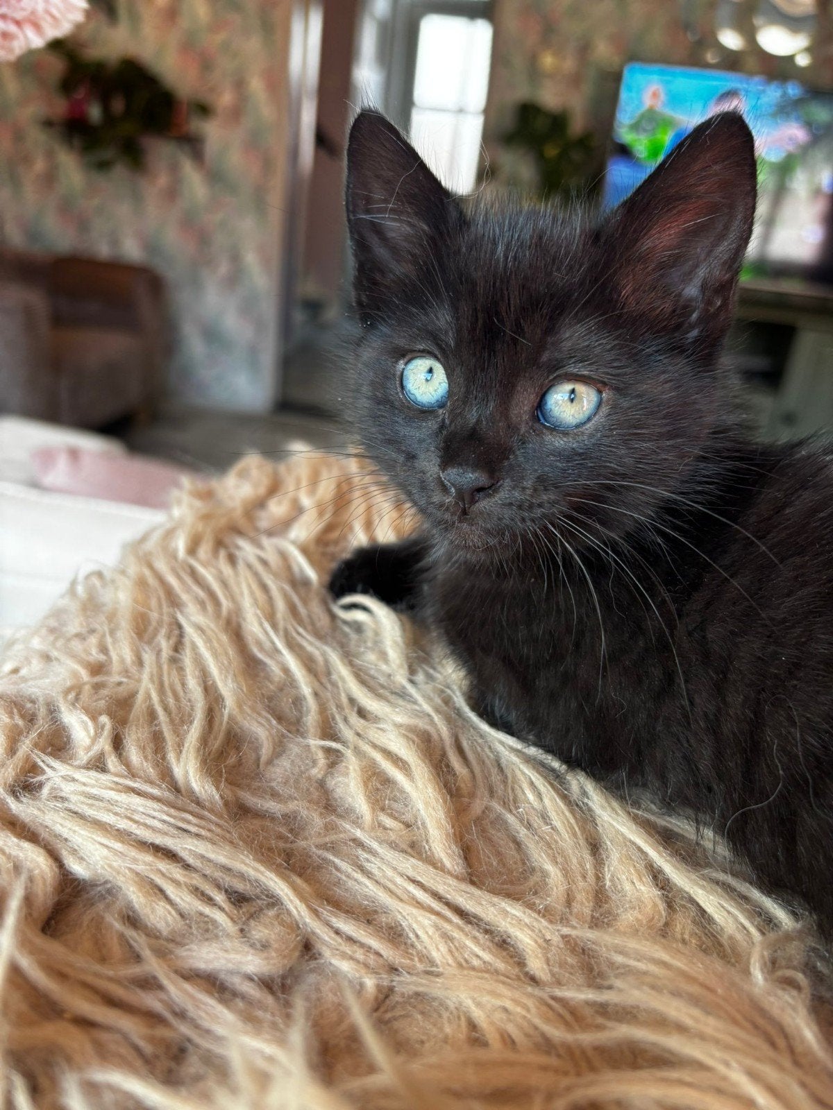 1 klein "zwart" skatje van 23-4 zoekt nog nieuw personeel, Dieren en Toebehoren, Katten en Kittens | Raskatten | Korthaar, Meerdere dieren