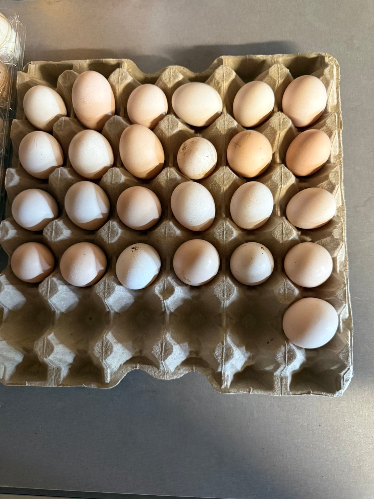 Broedeieren cochin kriel, Dieren en Toebehoren, Pluimvee | Toebehoren, Ophalen of Verzenden, Nieuw, Overige typen