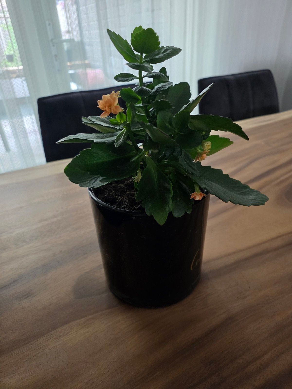 Kalanchoë - Bloeiende kamerplant, Tuin en Terras, Planten | Tuinplanten, Vaste plant, Halfschaduw, Lente, Ophalen