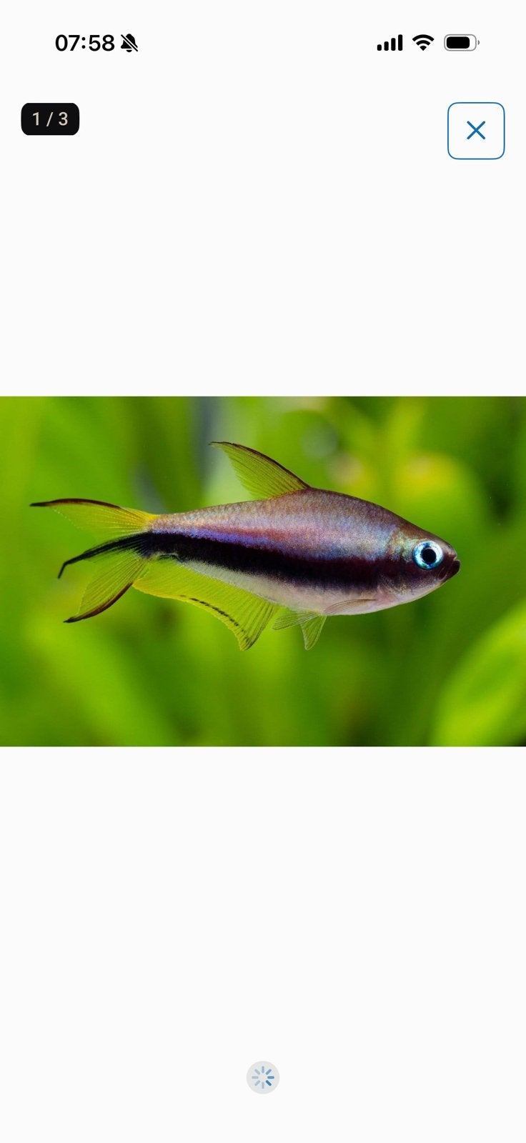 keizertetra’s Emperor Tetra 8stks, Vis