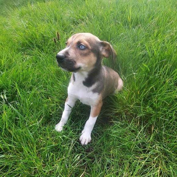 Amerikaanse stafford/husky pups blue eyes reutjes mogenMee!, Dieren en Toebehoren, Honden | Jack Russells en Terriërs, American Staffordshire Terriër