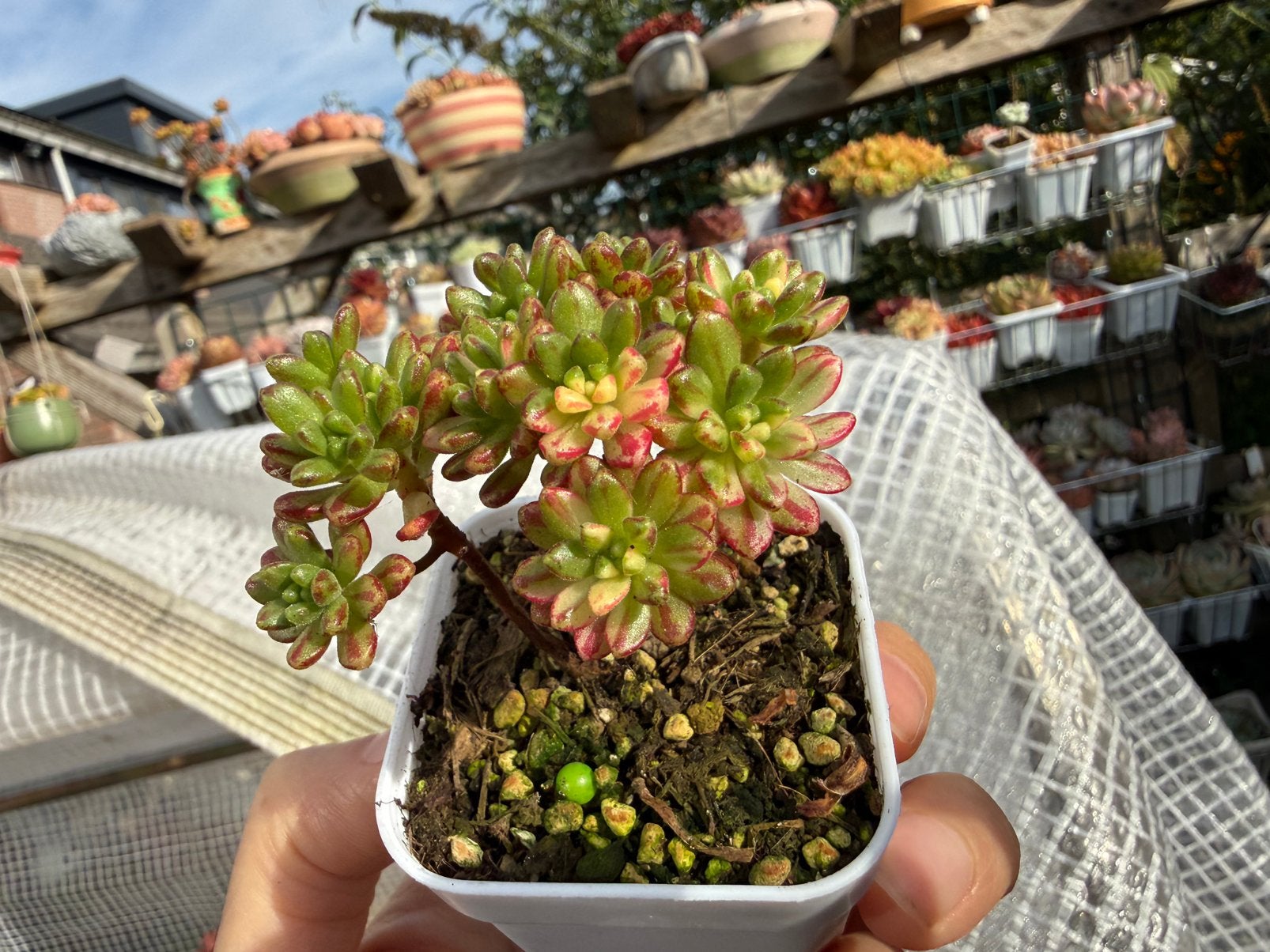 Aeonium x loartei Tavormin variegata/pot 5cm/vetplant, Ophalen of Verzenden, Halfschaduw, Minder dan 100 cm