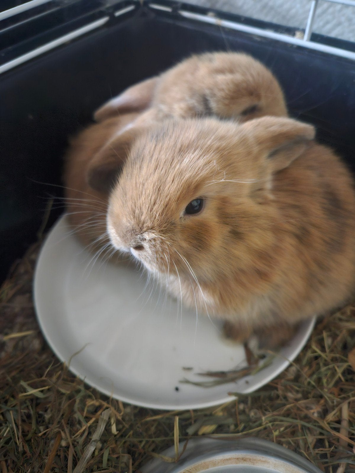 Nederlandse Hangoordwergjes, Dieren en Toebehoren, Geslacht onbekend, Dwerg, Hangoor, 0 tot 2 jaar