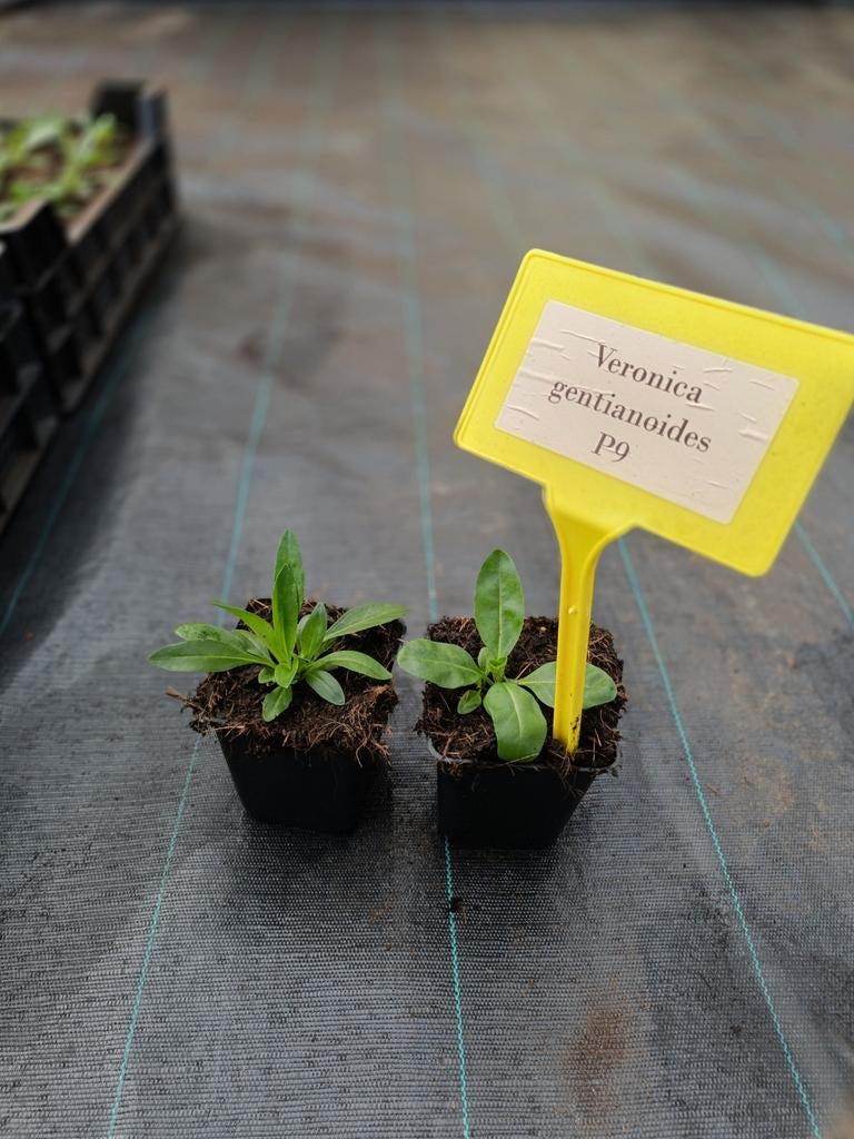Veronica gentianoides P9, Tuin en Terras, Ophalen, Vaste plant, Overige soorten, Volle zon