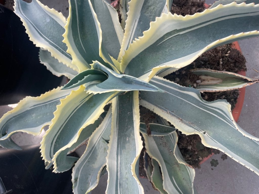 Agave Gypsophila 'Ivory Curls’ potmaat 45 cm., Huis en Inrichting, Ophalen, Halfschaduw, Minder dan 100 cm, Groene kamerplant
