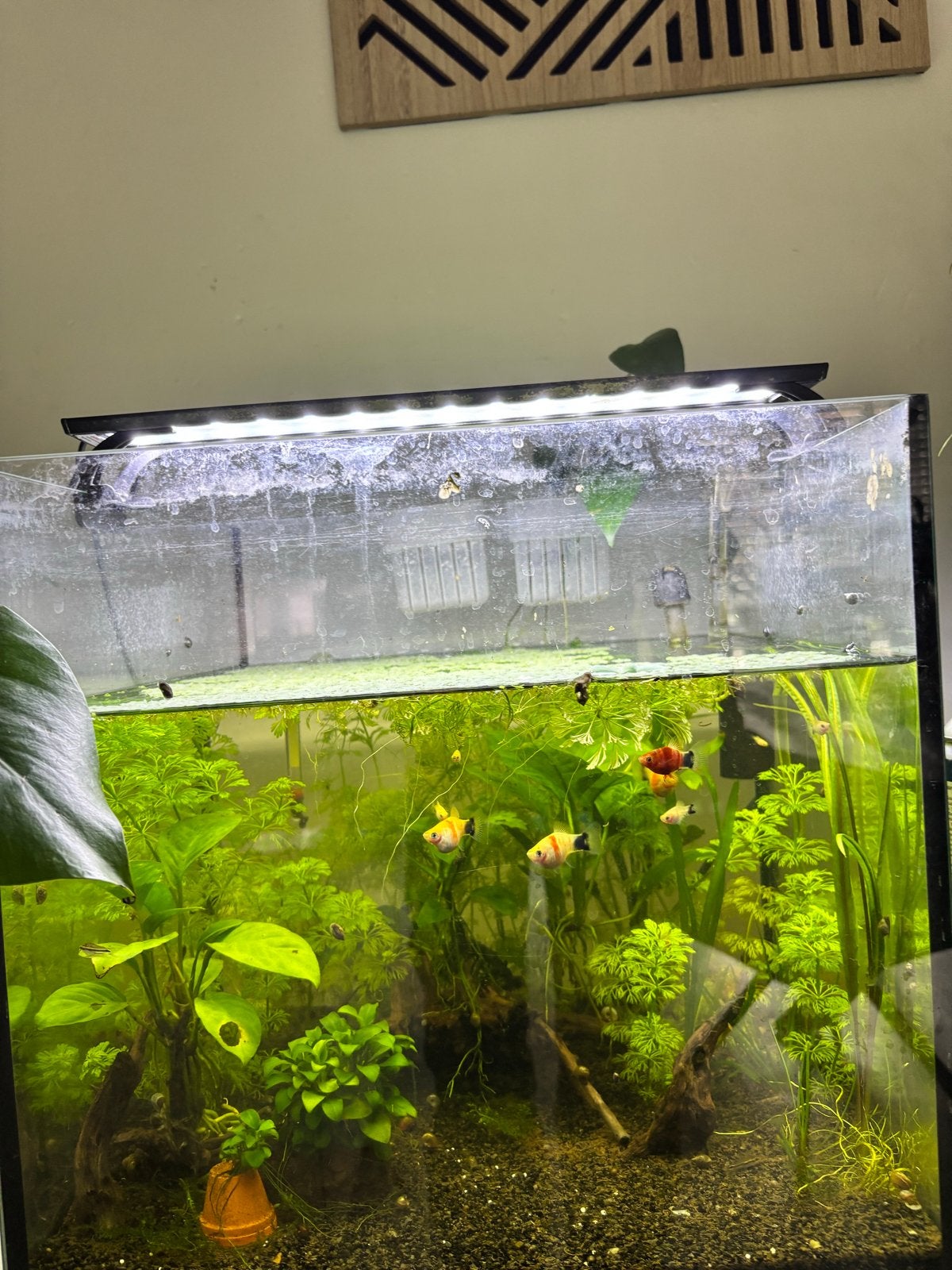 Goed draaiende 50Liter aquarium met opzet lamp, Ophalen of Verzenden, Plant(en), Steen of Hout