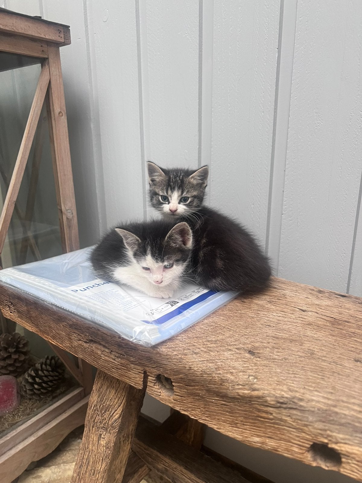 3 prachtige boerderij kittens te koop, Dieren en Toebehoren, Poes