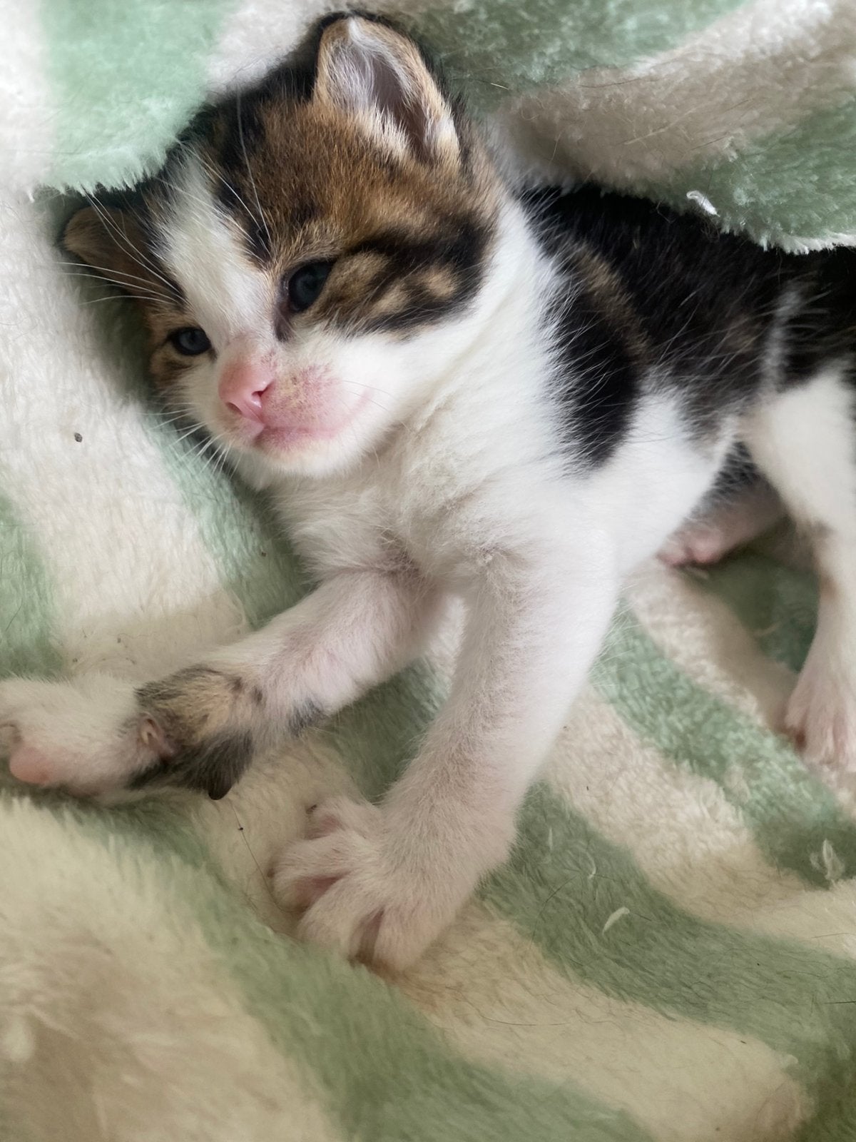 Cyperse kittens, Poes