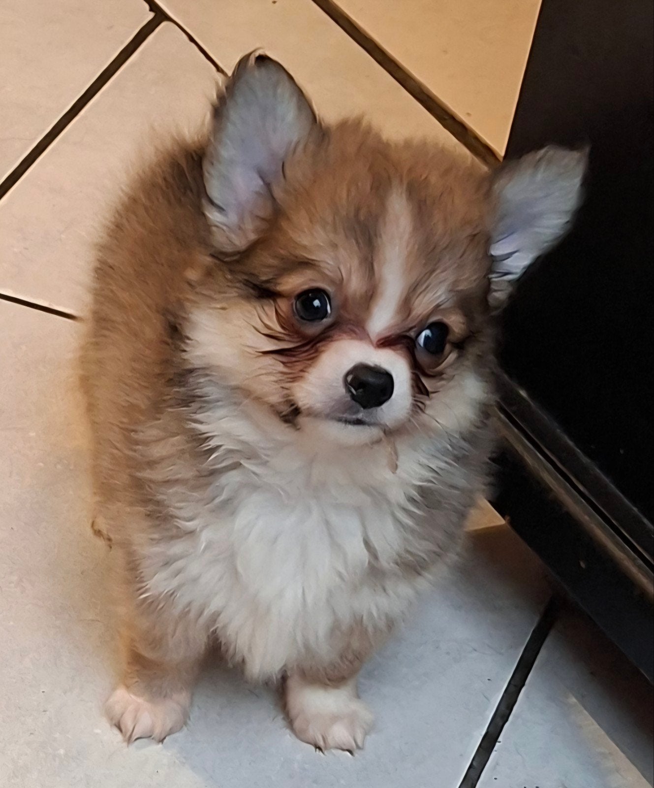 Te koop prachtige sociale Pomchi pupjes, Overige rassen, 8 tot 15 weken, CDV (hondenziekte), Meerdere