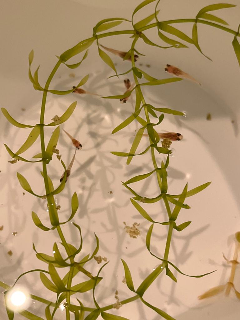 Jonge guppy’s, Vis, Zoetwatervis, Schoolvis