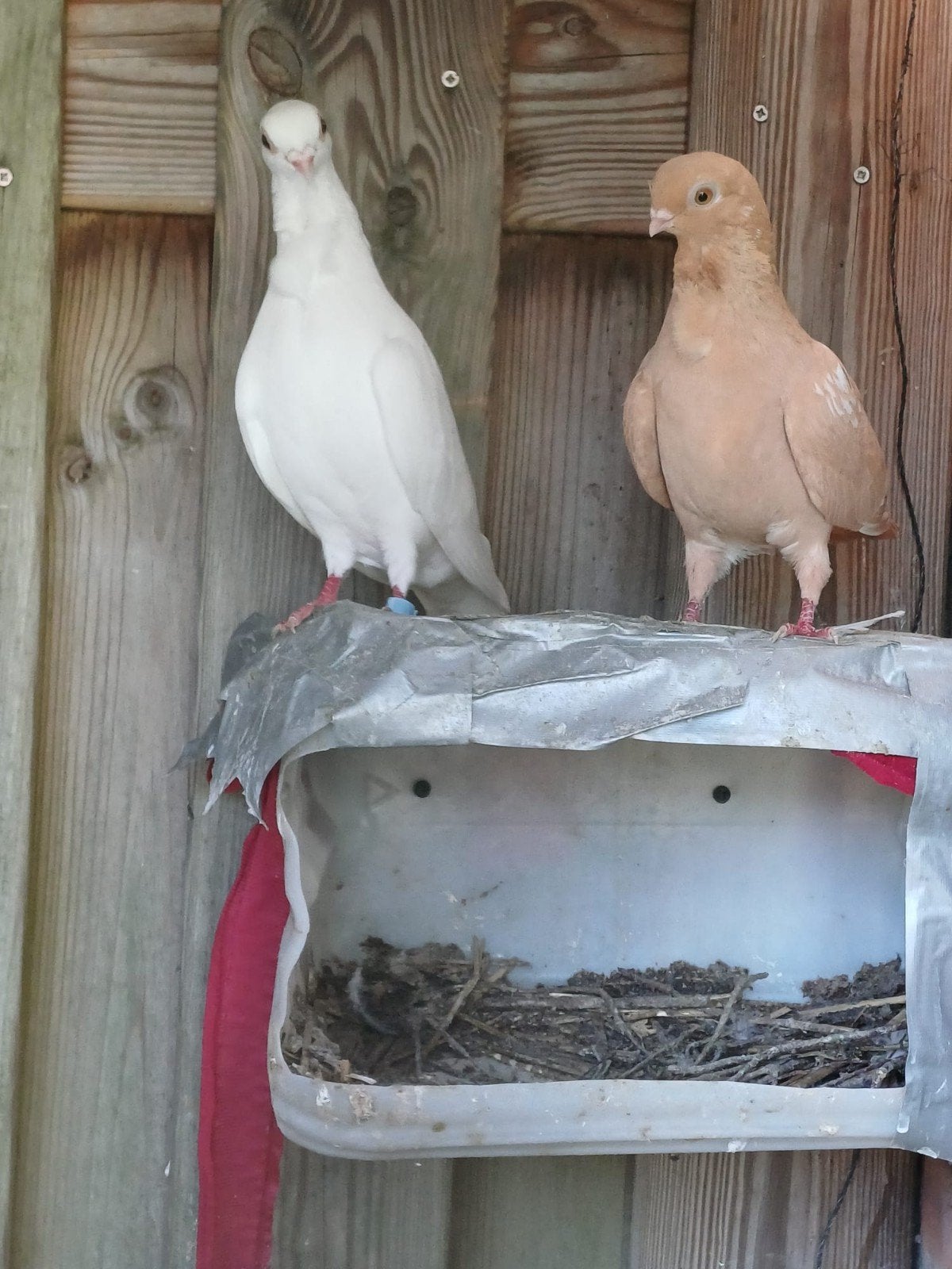 Duiven couple, Meerdere dieren, Postduif