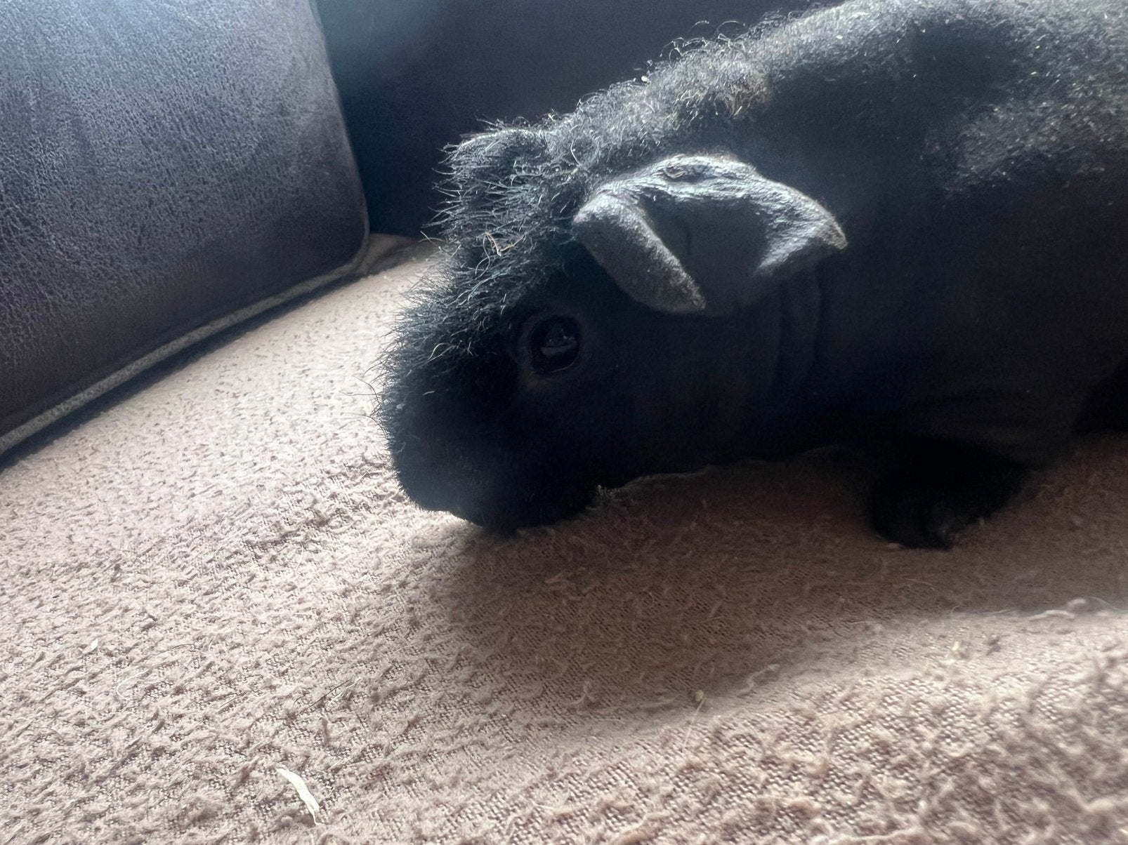 Lief tam skinny cavia beer, Cavia, April, Mannelijk, Tam