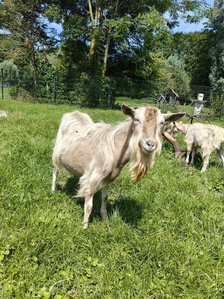 toggenburger bok, Dieren en Toebehoren, Mannelijk, Geit, 3 tot 5 jaar