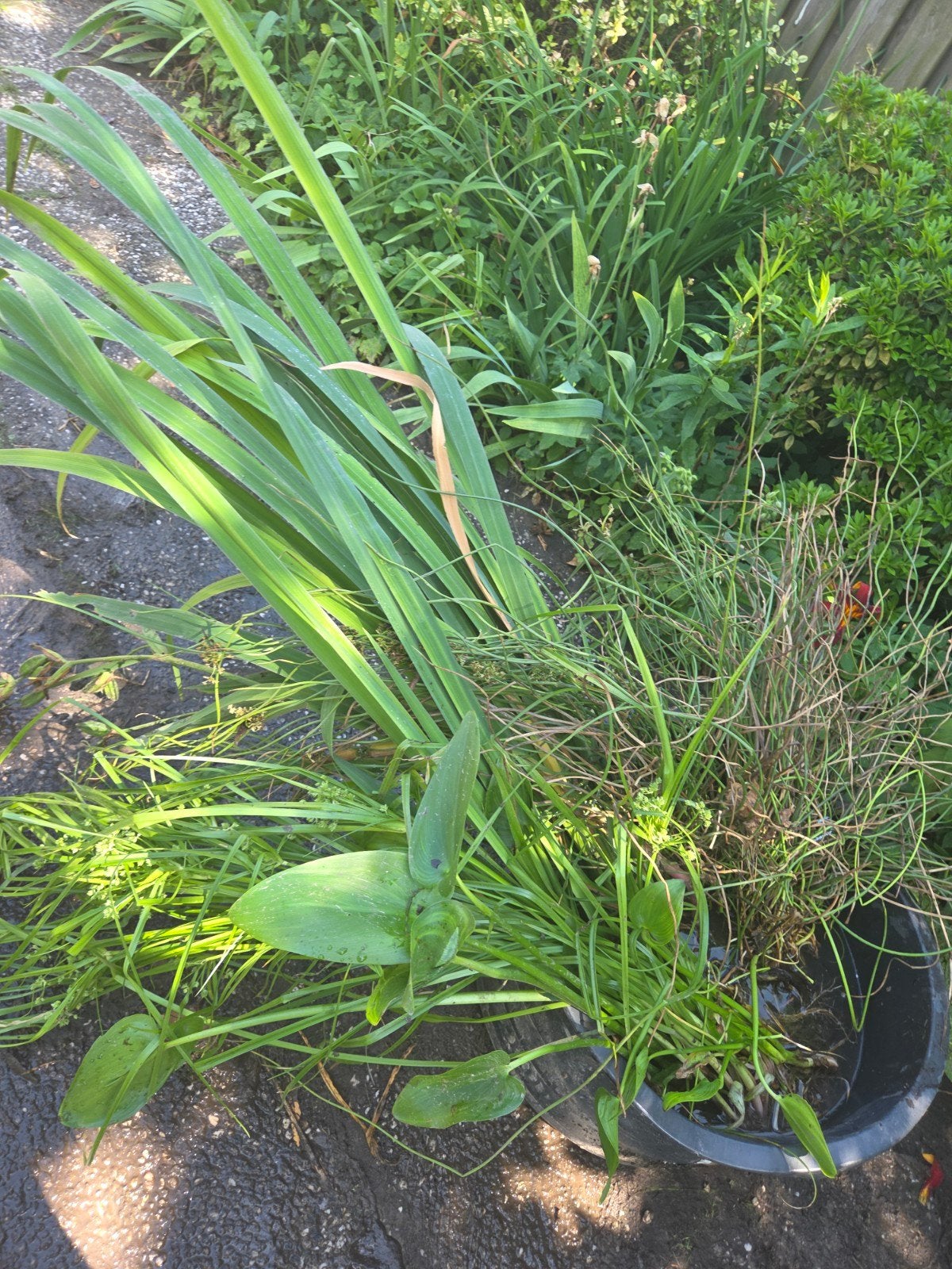 Diverse vijverplanten voor een levendige vijver, Tuin en Terras, Planten | Tuinplanten, Ophalen, Volle zon, Vaste plant, Zomer