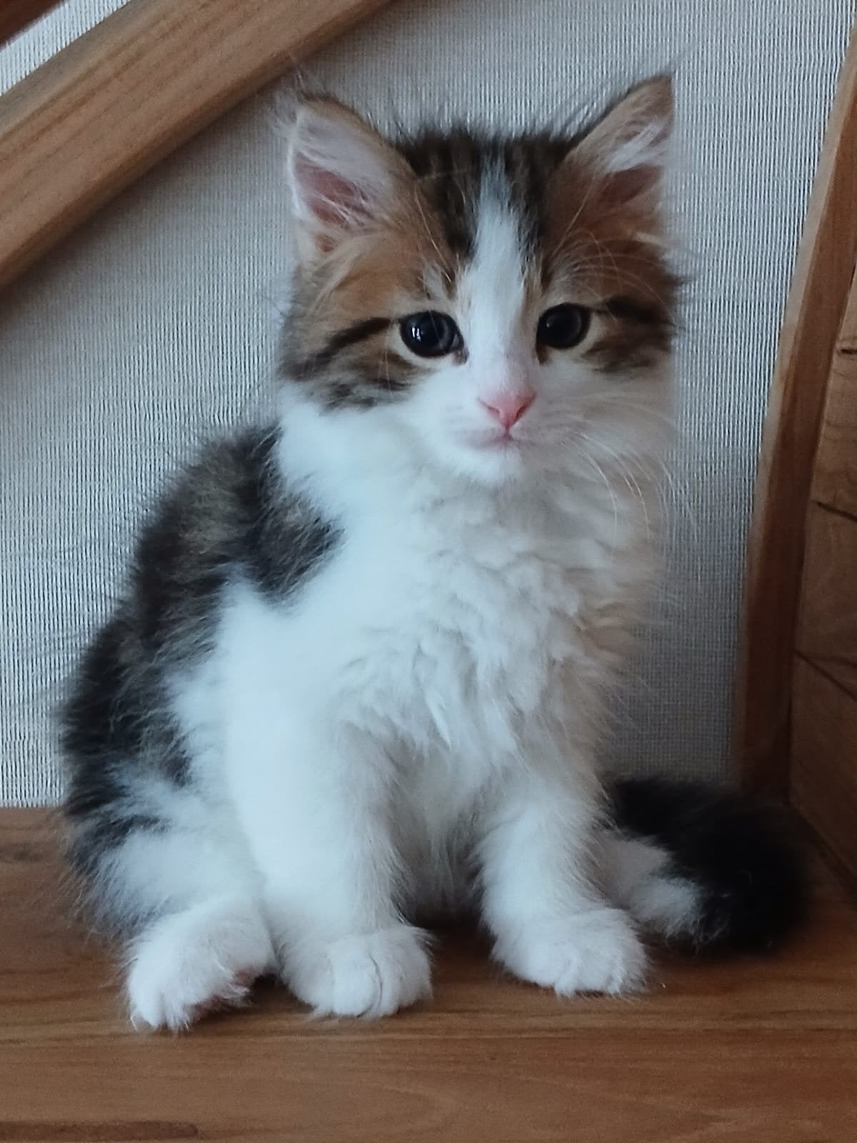 Zeer mooie raszuivere siberische kitten, Kater