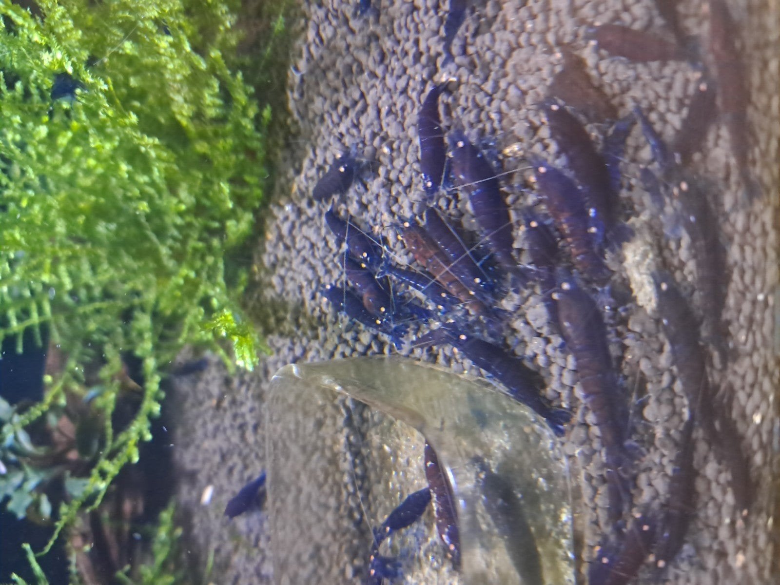 Prachtige blue tiger oa rusty red, Eén persoon, Overige typen