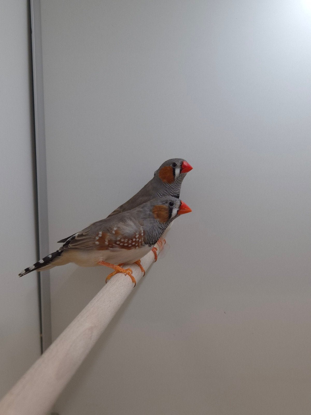 Zebravinken, Dieren en Toebehoren, Vogels | Overige Vogels, Meerdere dieren, Tropenvogel, Geringd
