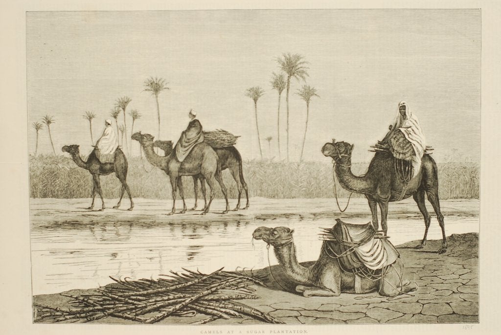 Kamelen op een suikerplantage - Antieke illustratie 19e eeuw, Verzenden, Voor 1940, Zo goed als nieuw, Dier