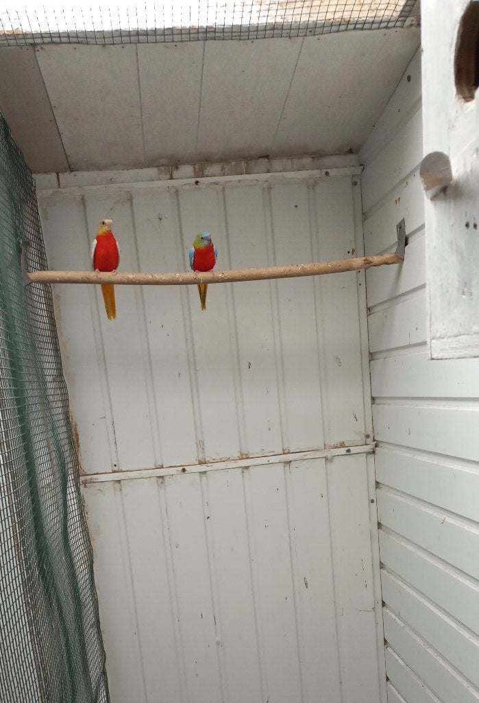 turquoisine gele roodbuik opaline, Meerdere dieren, Parkiet