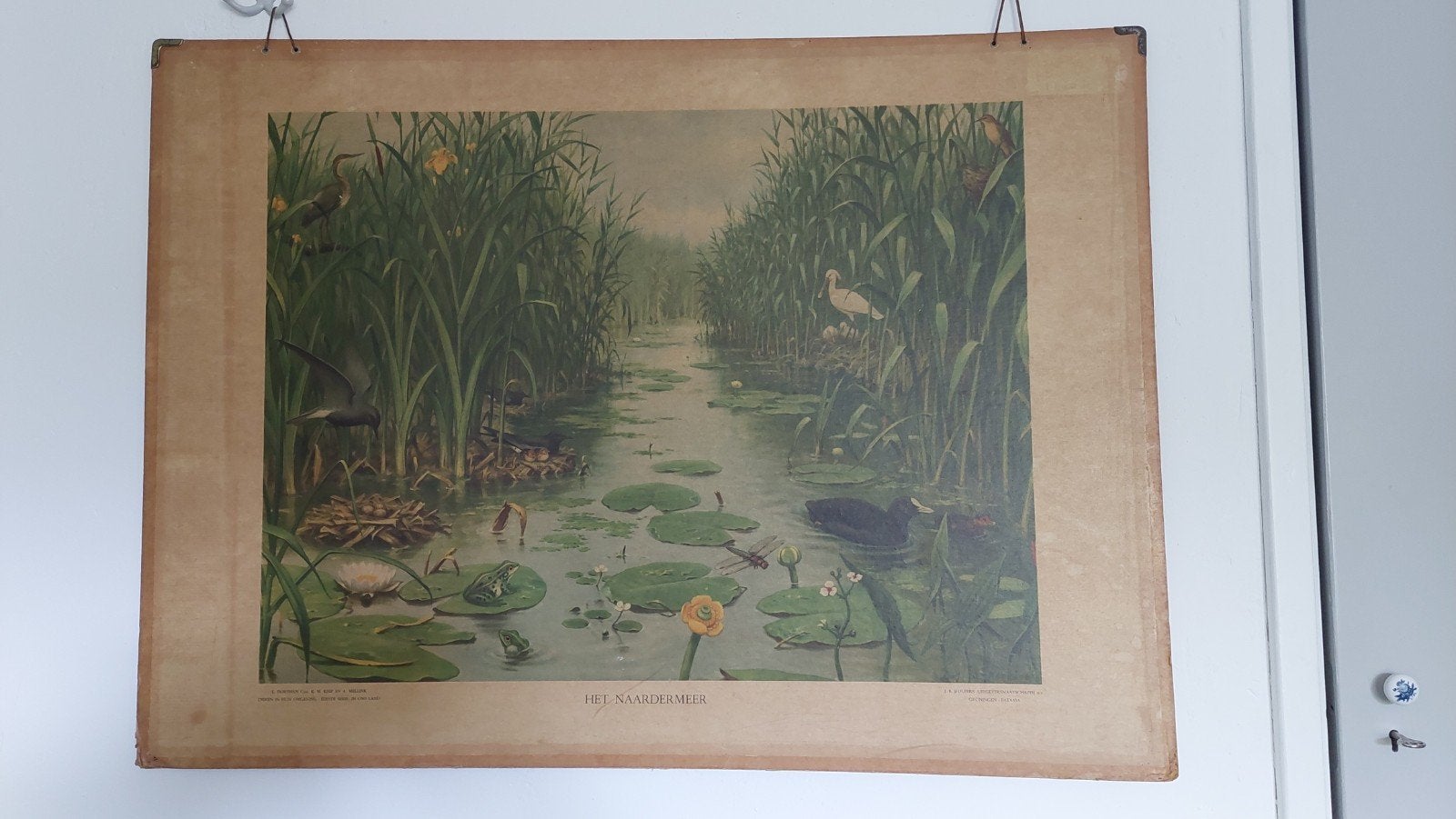 Antieke schoolplaat Het Naardermeer, Antiek en Kunst, Antiek | Schoolplaten, Ophalen, Natuur en Biologie
