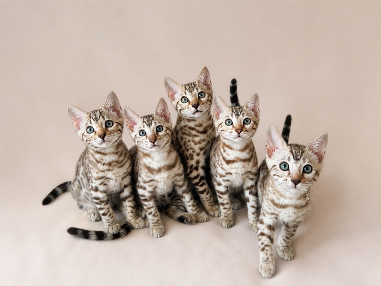 Prachtige snow mink bengaal kittens met stamboom, Meerdere dieren, Met stamboom