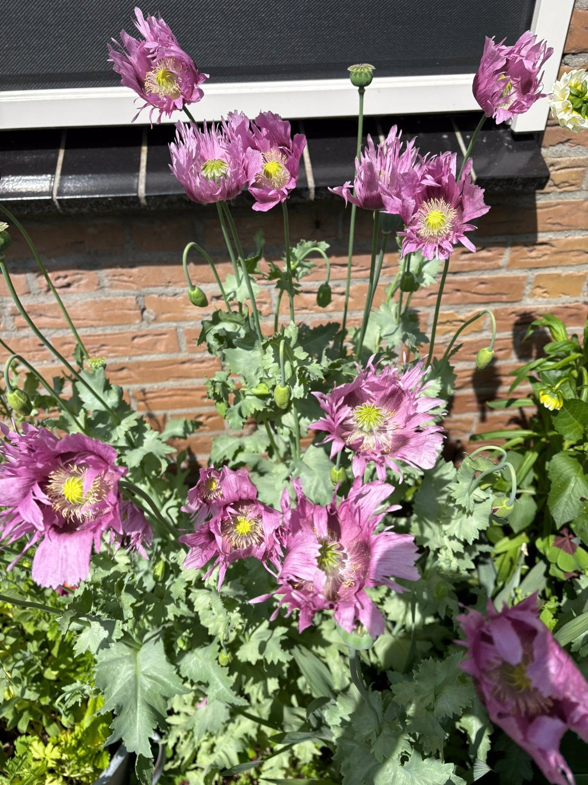 Zaden papaver lila, Ophalen of Verzenden, Volle zon