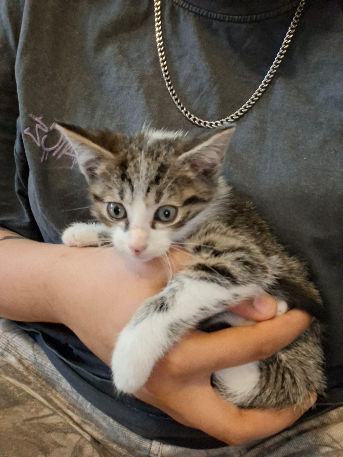3 lieve kittens zoeken een huisje, Dieren en Toebehoren, Meerdere dieren, Kortharig, 0 tot 2 jaar